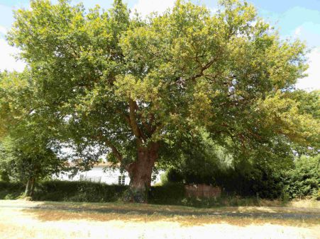 Chêne séculaire chemin du domaine de Montlouis - Selon un spécialiste, il pourrait avoir jusqu‘à 500 ans et être au 2/3 de sa vie